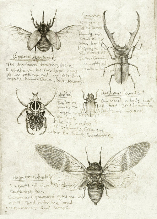 Ilustracja naukowa owadów na starym papierze