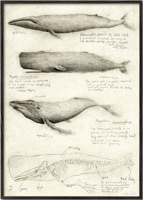 Obraz: szkic anatomii wieloryba