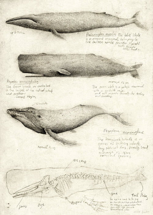 Obraz: szkic anatomii wieloryba