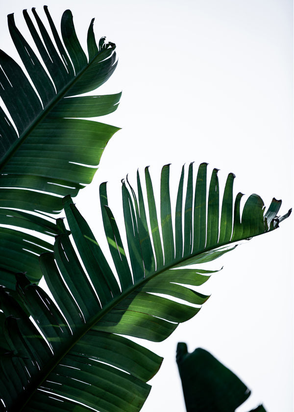 Plakat botaniczny zielone liście pionowy