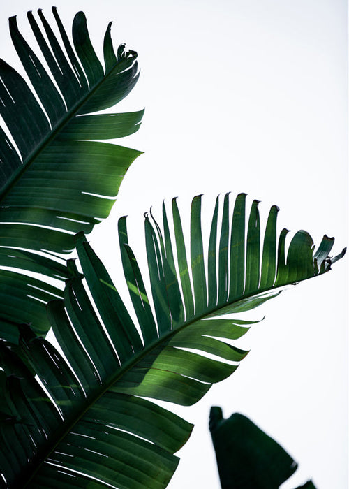 Plakat botaniczny zielone liście pionowy