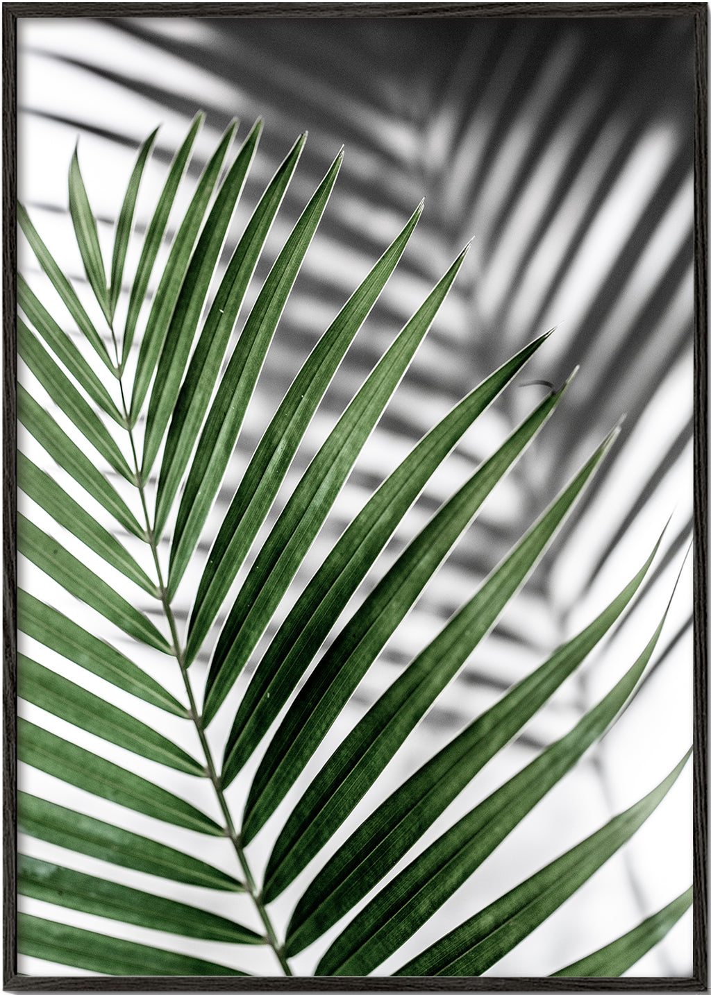 Plakat botaniczny z liściem palmy w zbliżeniu