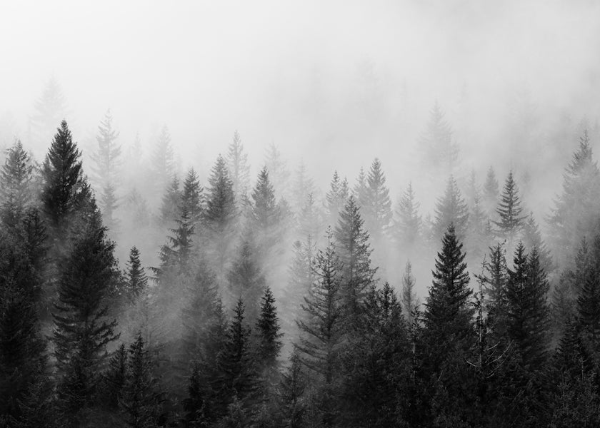 Sztuka czarno-biała: mglisty las panoramiczny