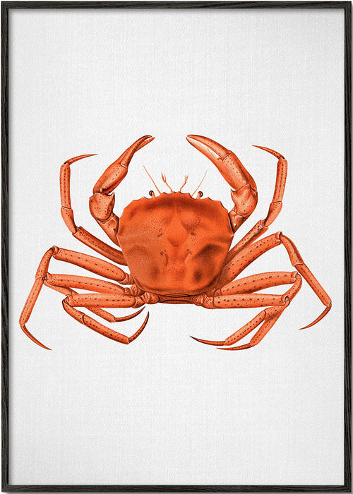 Dzieło krab akwarela pomarańczowy