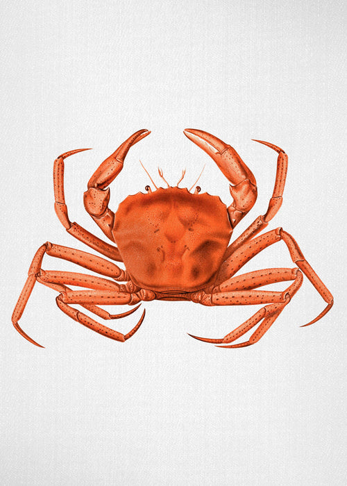 Dzieło krab akwarela pomarańczowy