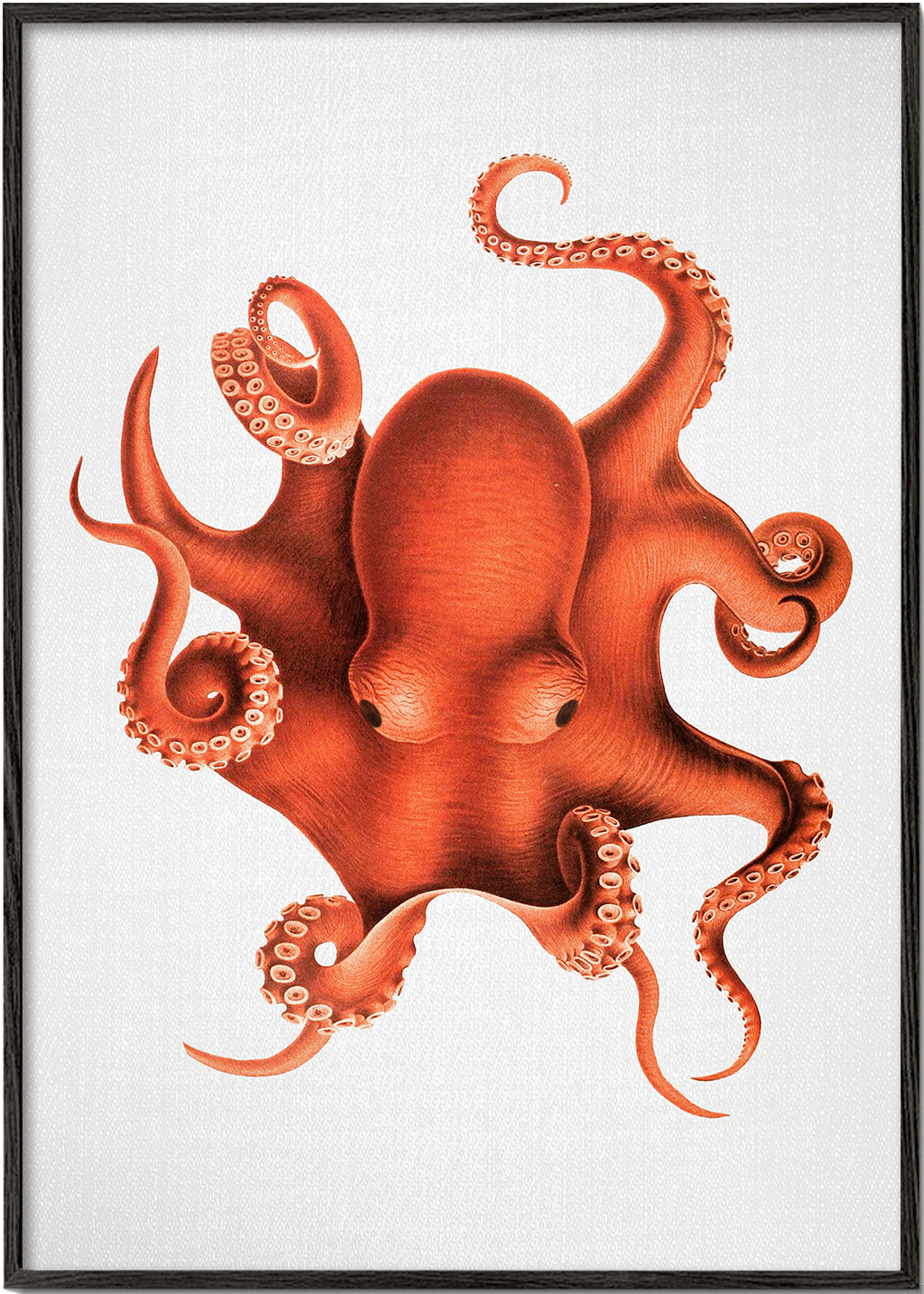 Ilustracja ośmiornicy w czerwieni