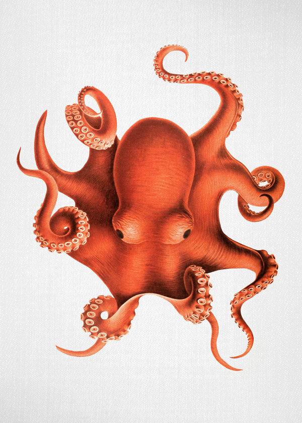 Ilustracja ośmiornicy w czerwieni