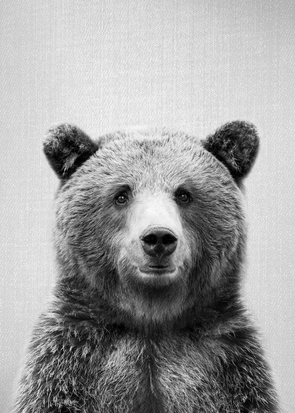 Portret niedźwiedzia czarno-biały