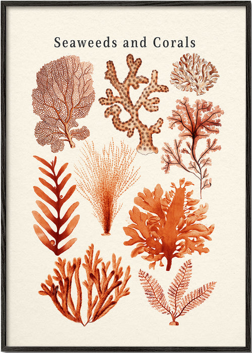 Plakat botaniczny: wodorosty i korale sepia