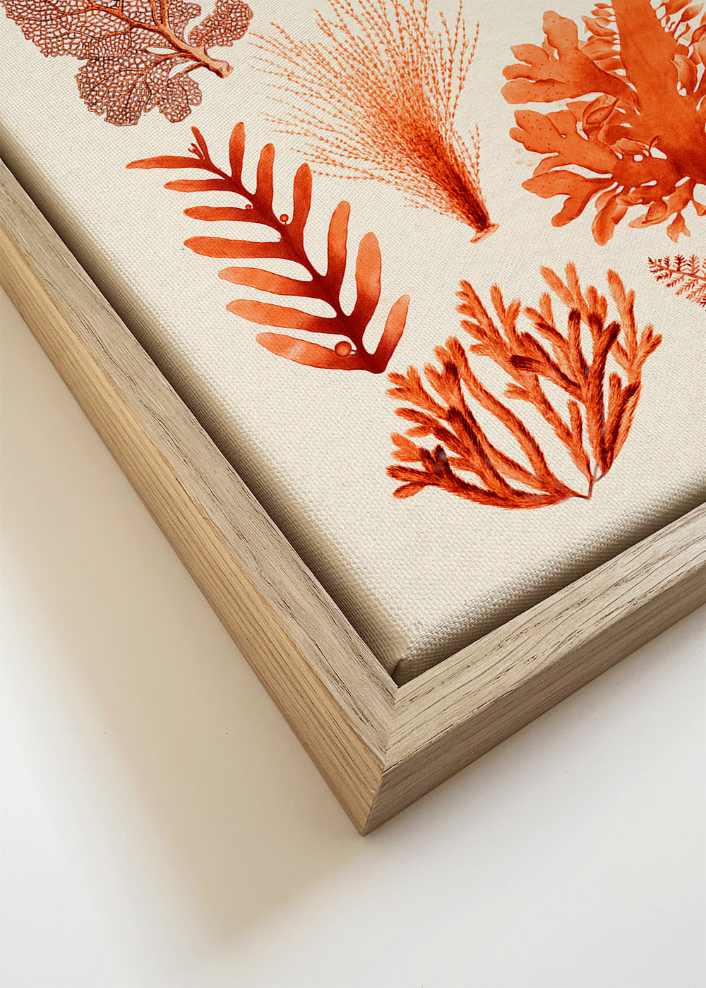 Plakat botaniczny: wodorosty i korale sepia