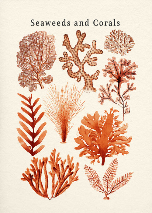 Plakat botaniczny: wodorosty i korale sepia