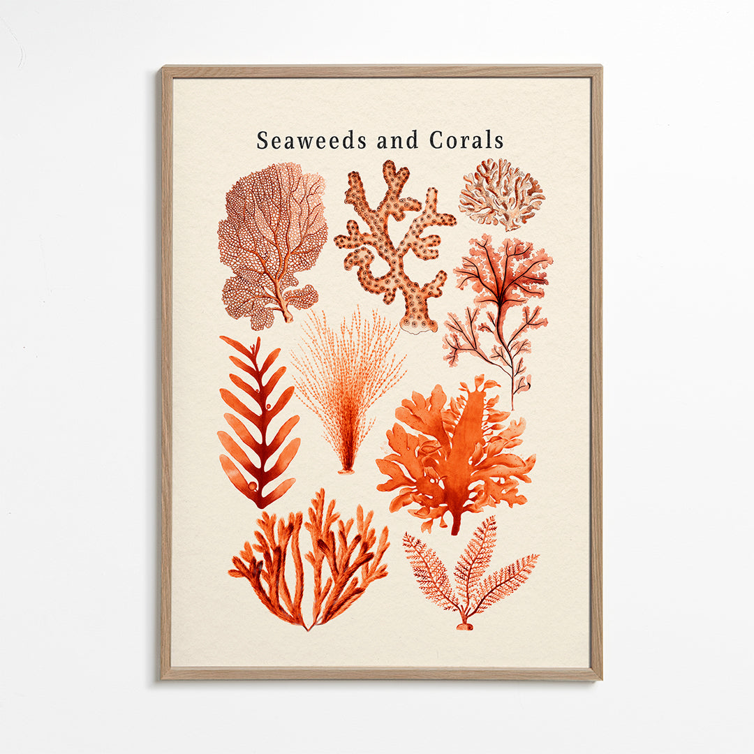 Plakat botaniczny: wodorosty i korale sepia