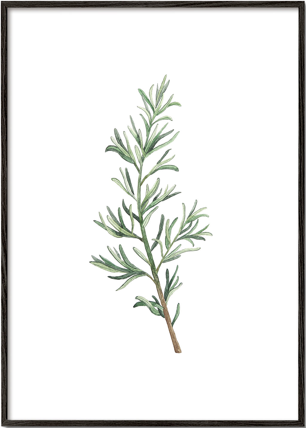 Plakat botaniczny: gałązka rozmarynu akwarela