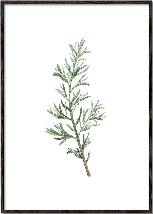 Plakat botaniczny: gałązka rozmarynu akwarela