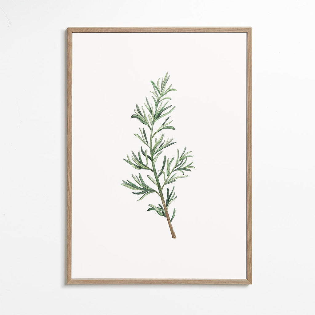 Plakat botaniczny: gałązka rozmarynu akwarela