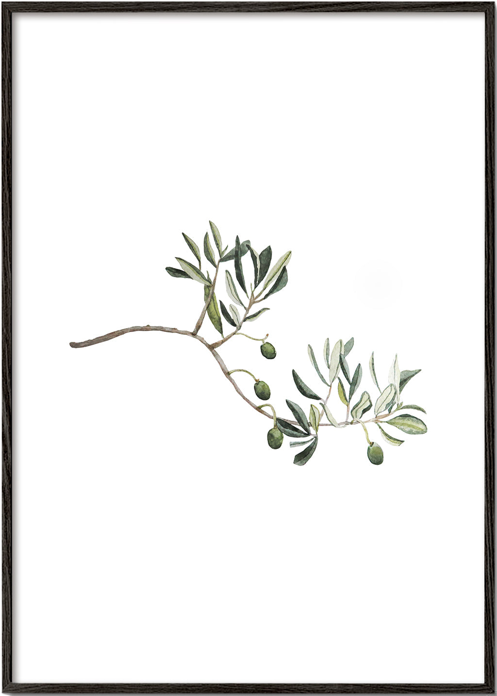 Plakat botaniczny gałązka oliwki