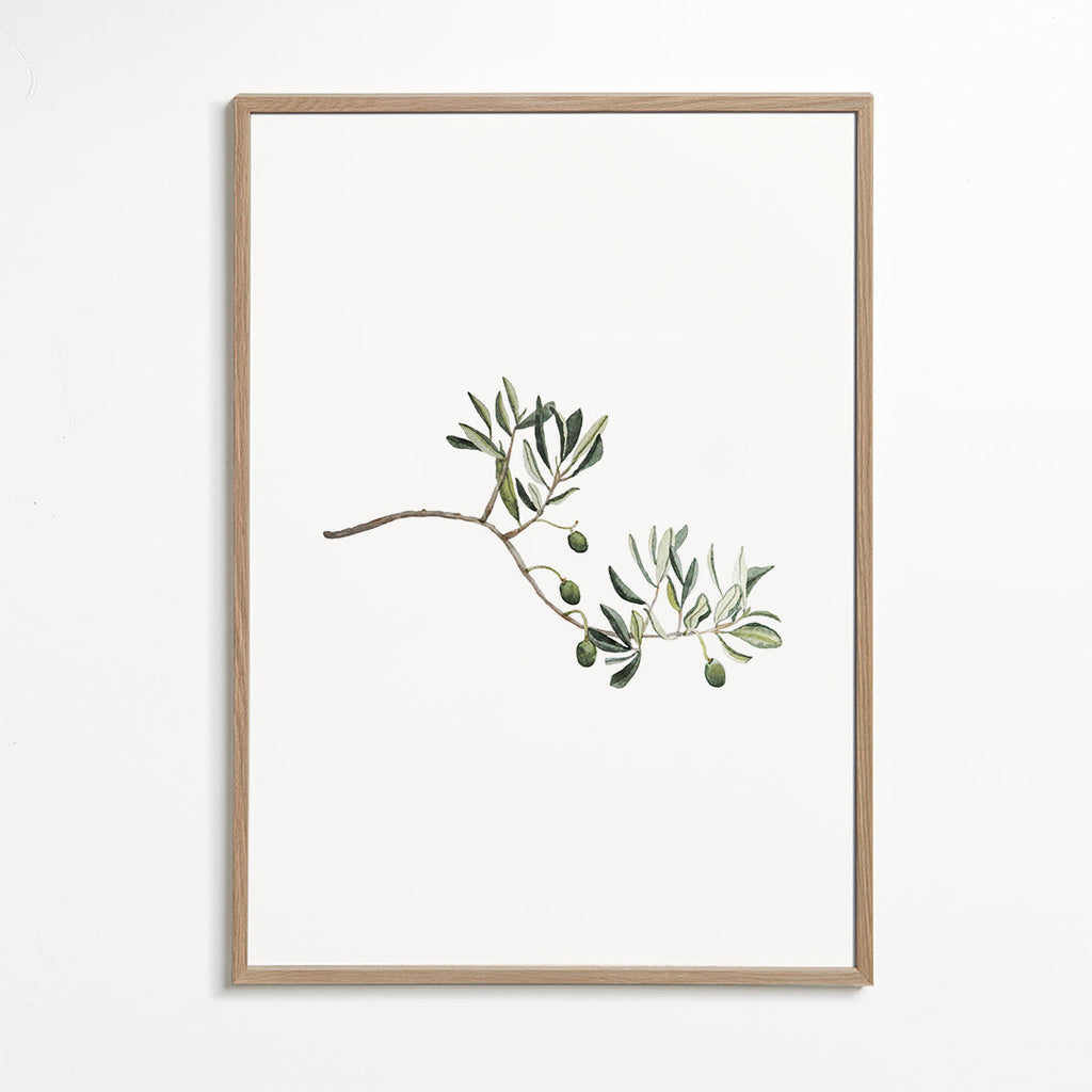 Plakat botaniczny gałązka oliwki