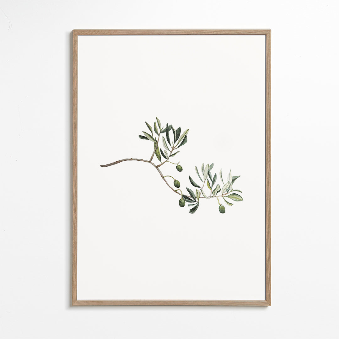 Plakat botaniczny gałązka oliwki