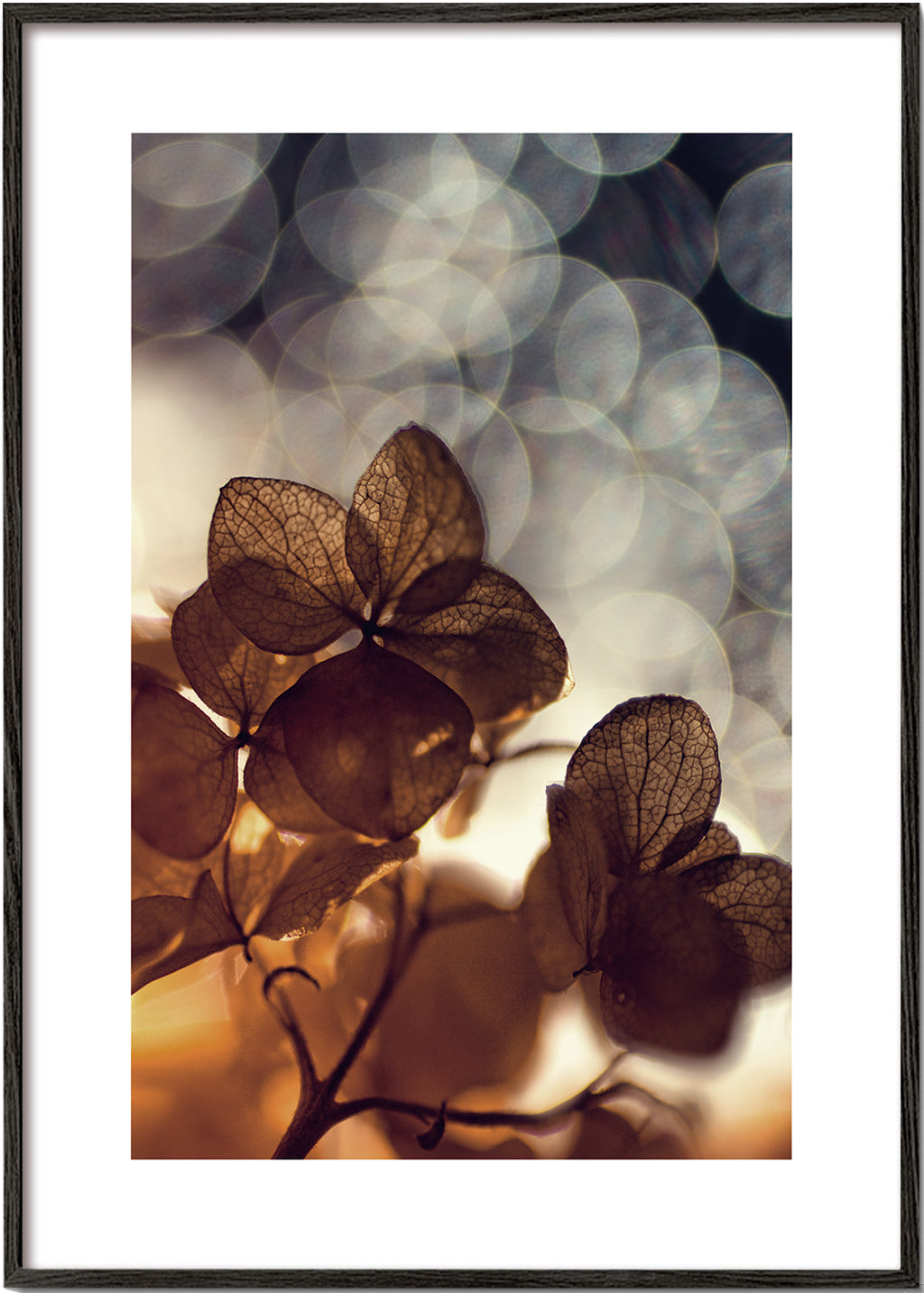 Plakat botaniczny: suche kwiaty w delikatnym bokeh