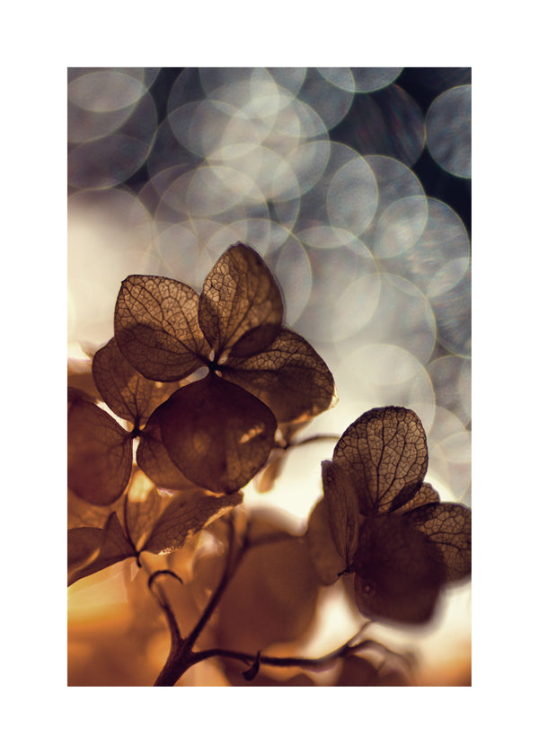 Plakat botaniczny: suche kwiaty w delikatnym bokeh