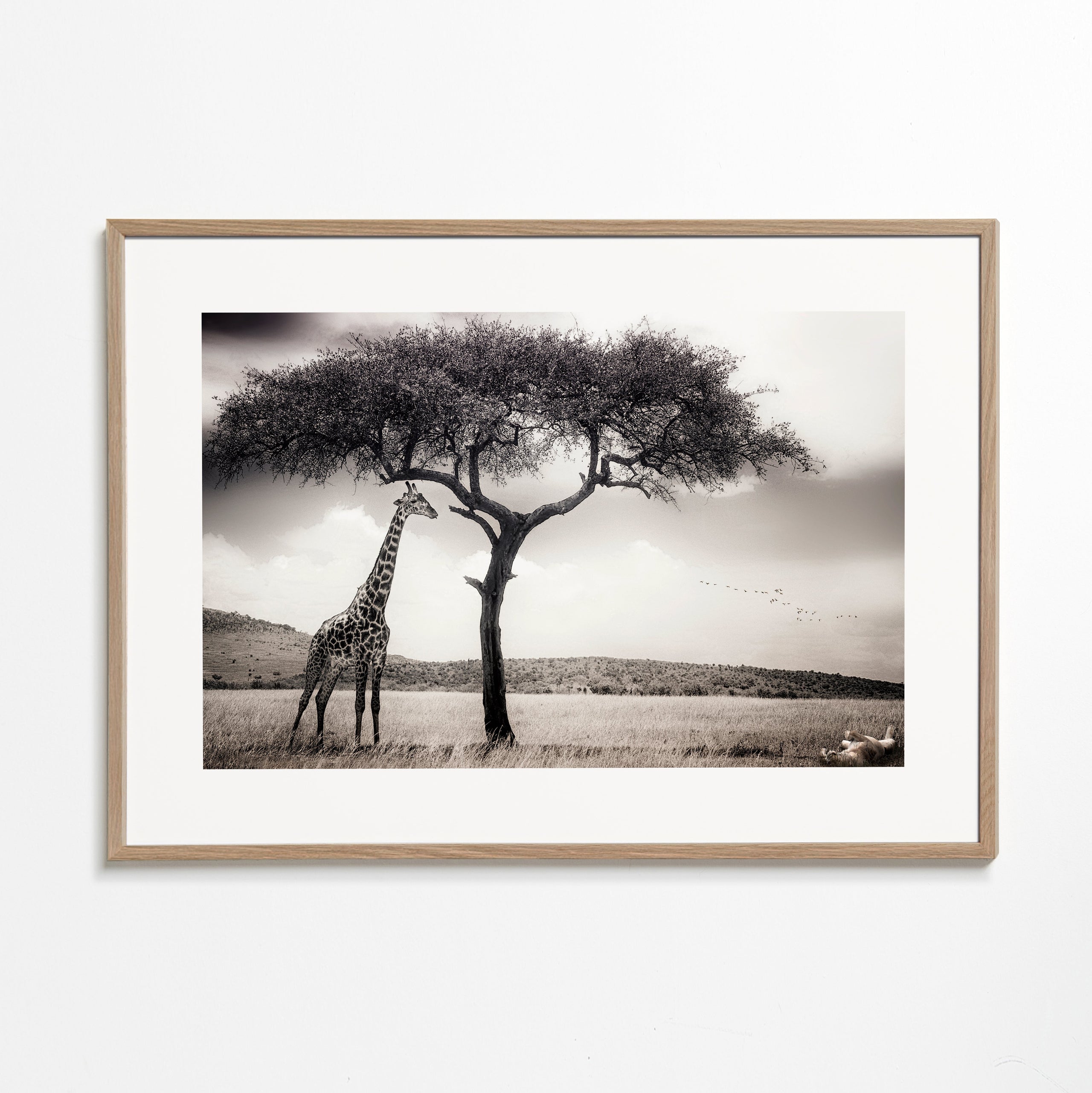 Żyrafa na sawannie fotografia