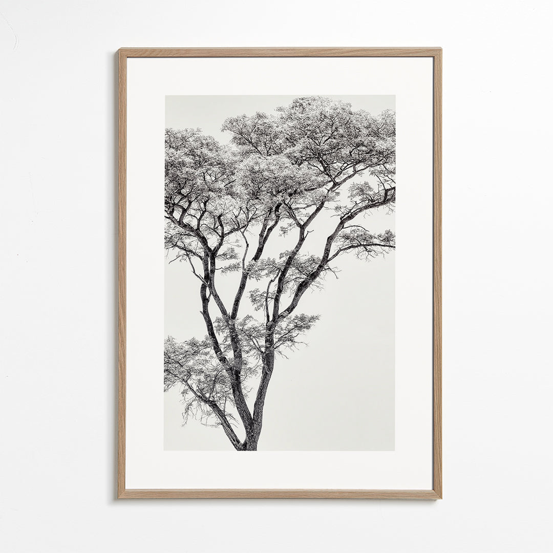 Plakat botaniczny: drzewo czarno-białe