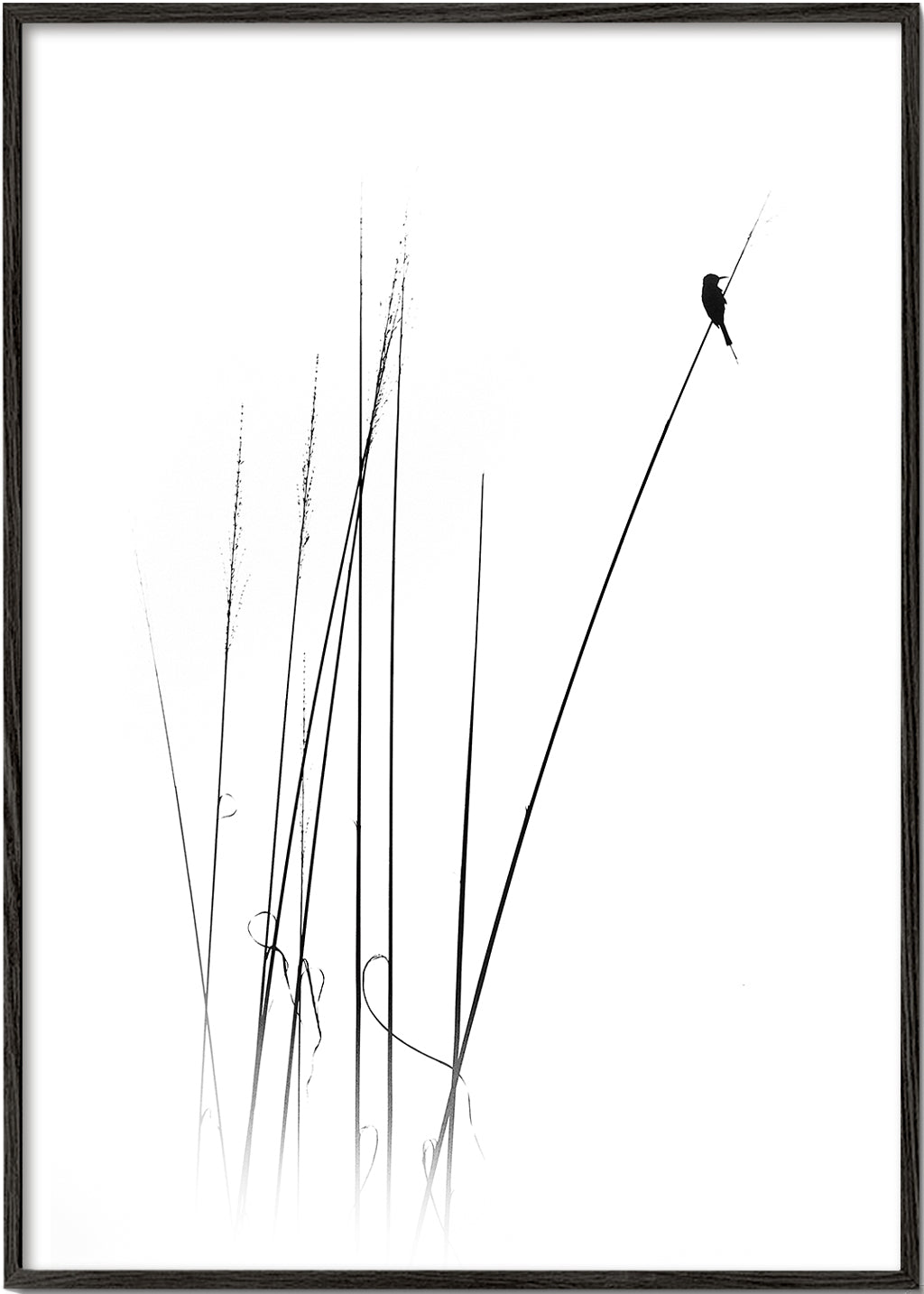 Fotografia: ptak na trzcinie minimalistyczny