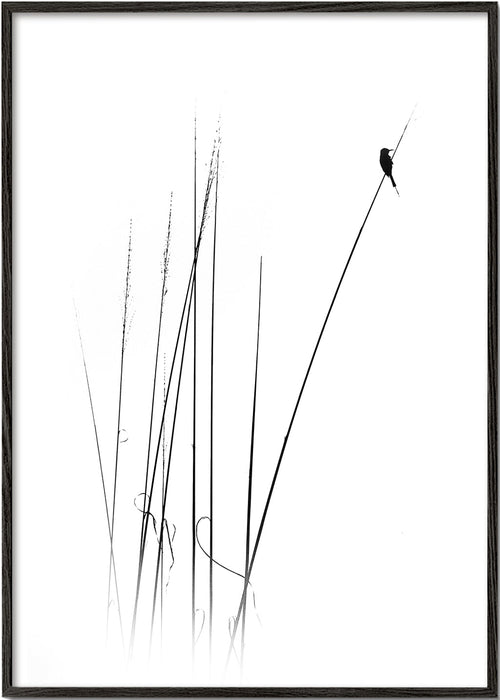 Fotografia: ptak na trzcinie minimalistyczny