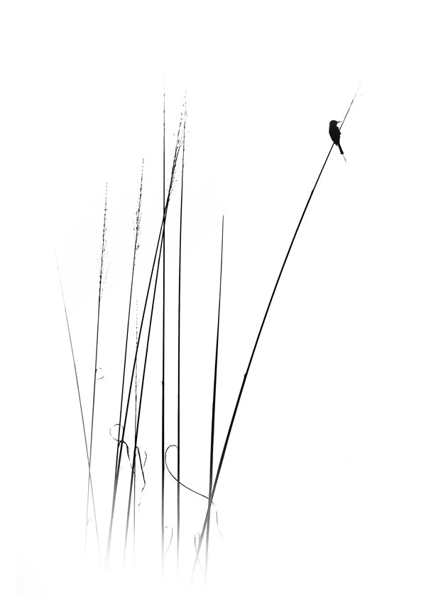 Fotografia: ptak na trzcinie minimalistyczny