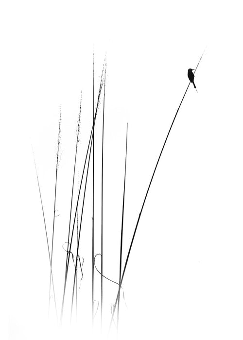 Fotografia: ptak na trzcinie minimalistyczny