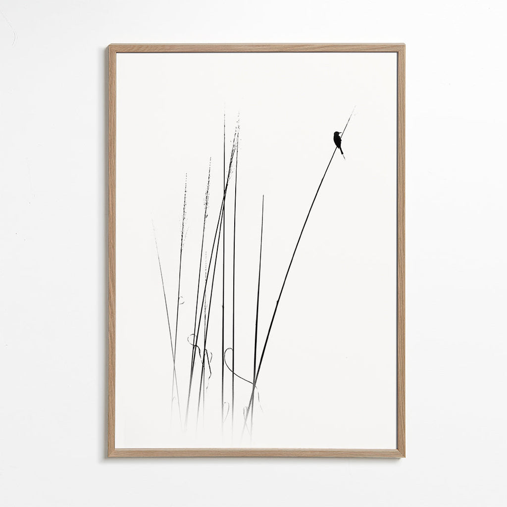 Fotografia: ptak na trzcinie minimalistyczny