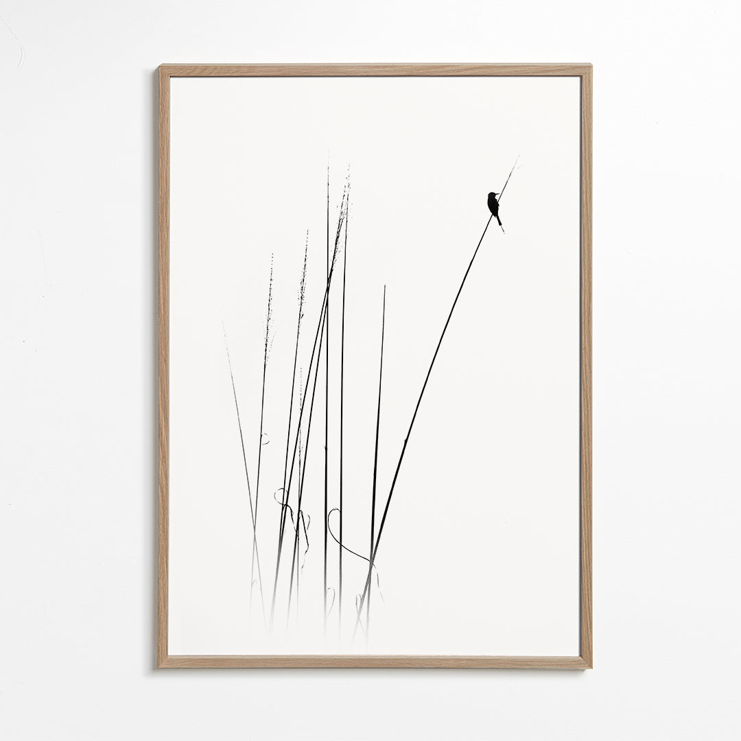 Fotografia: ptak na trzcinie minimalistyczny