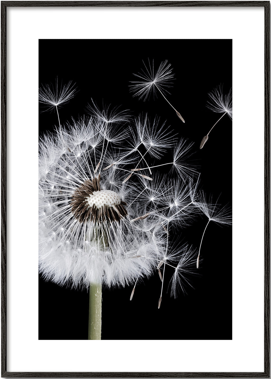 Plakat botaniczny: mniszek w makro