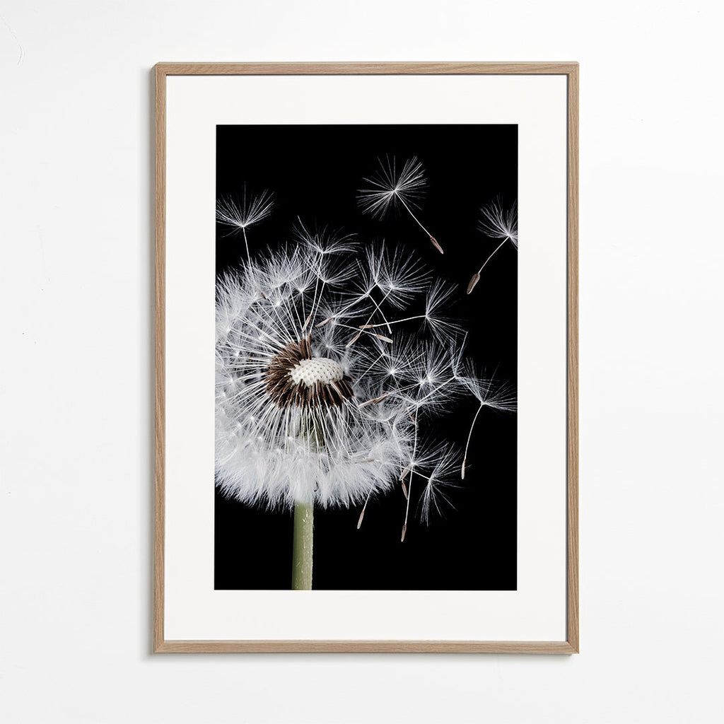 Plakat botaniczny: mniszek w makro