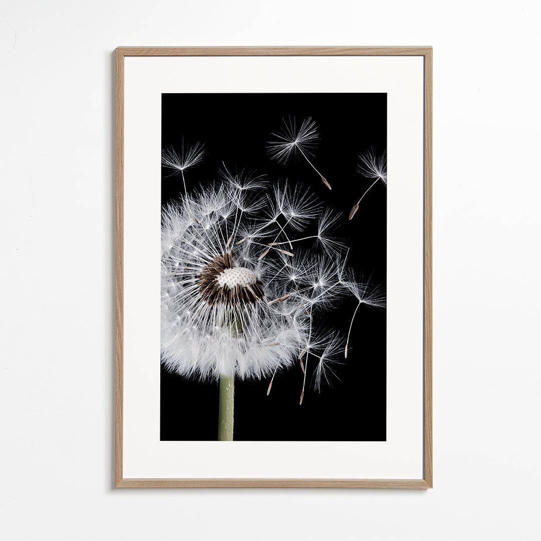 Plakat botaniczny: mniszek w makro