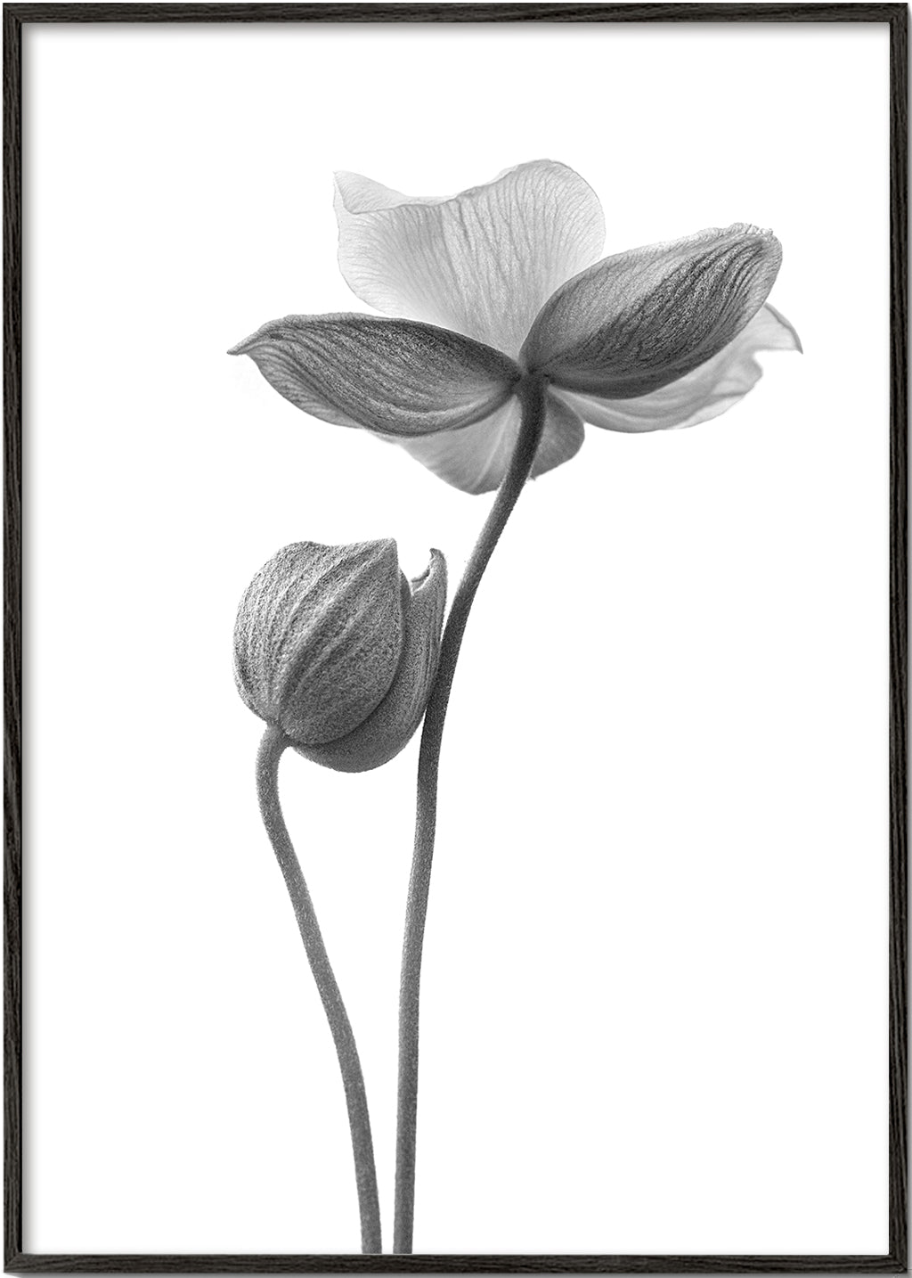 Plakat botaniczny w czerni i bieli