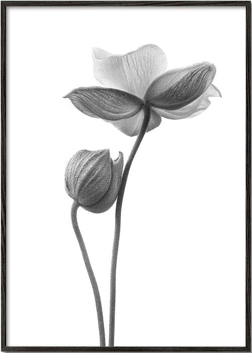 Plakat botaniczny w czerni i bieli