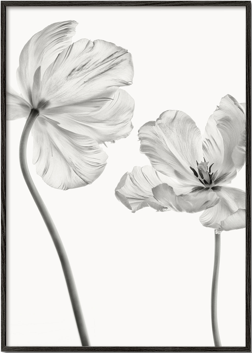 Plakat botaniczny: tulipany czarno-białe
