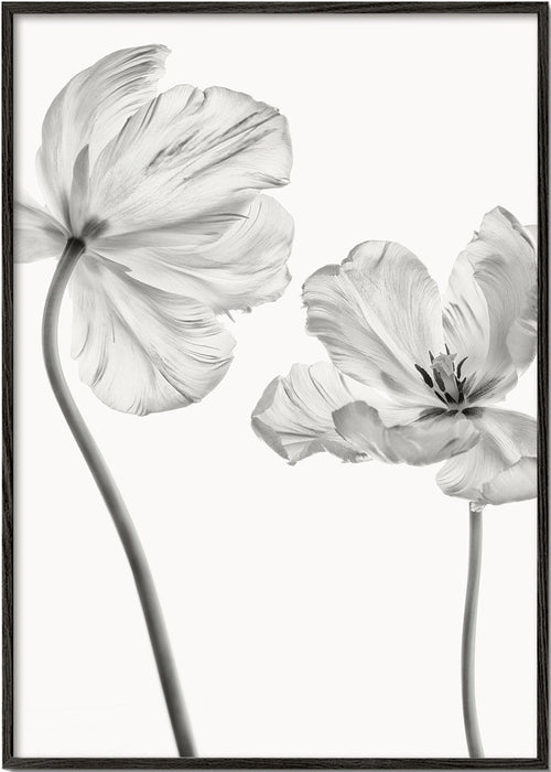 Plakat botaniczny: tulipany czarno-białe