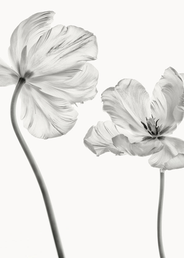Plakat botaniczny: tulipany czarno-białe