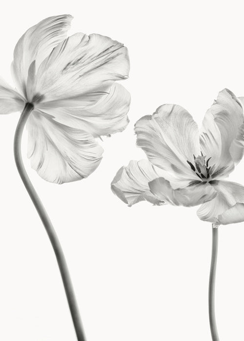 Plakat botaniczny: tulipany czarno-białe