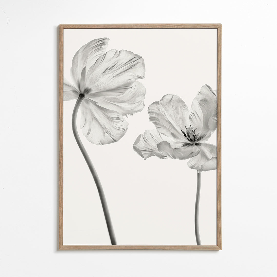 Plakat botaniczny: tulipany czarno-białe