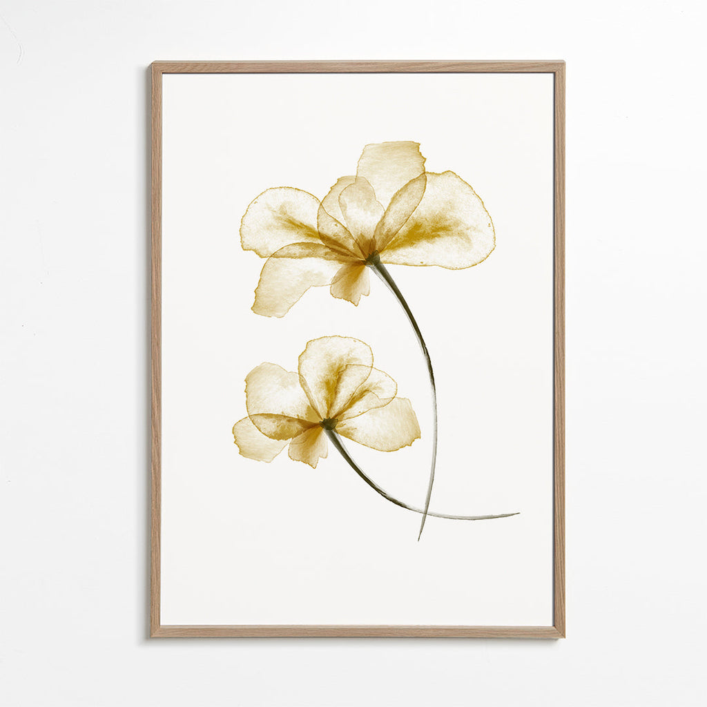 Plakat botaniczny z prasowanymi złotymi kwiatami