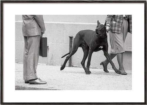 Duży dog w czerni i bieli