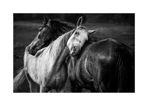 Fotografia koni w intymnym geście