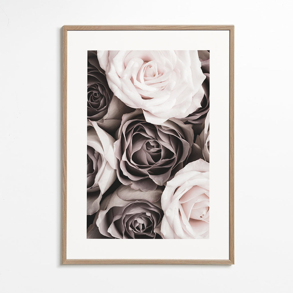 Plakat botaniczny róże z bliska