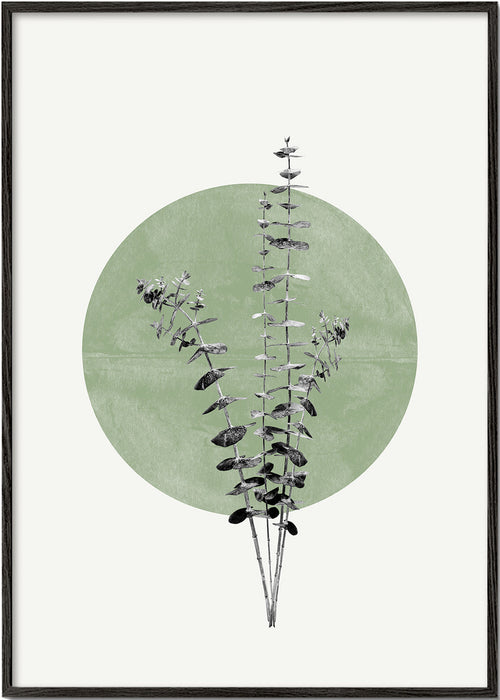 Plakat botaniczny: eukaliptus z zielonym kręgiem