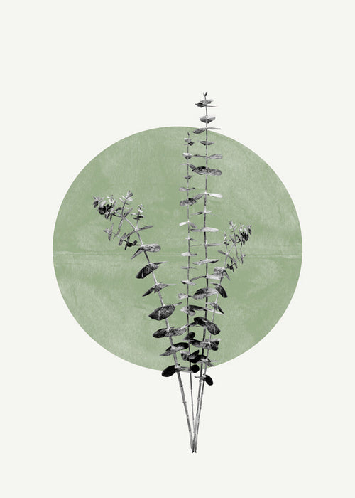 Plakat botaniczny: eukaliptus z zielonym kręgiem