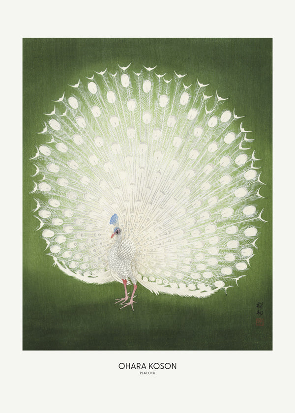 Peacock - Wide