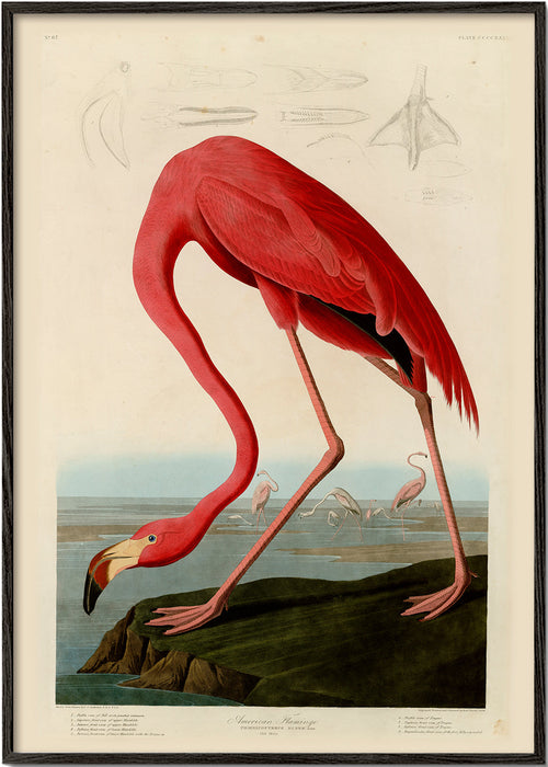 Obraz flaming w stylu Audubon